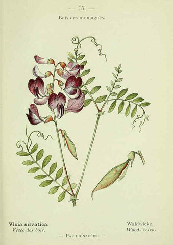 Reproducción/Reproduction 6298803954: Nouvelle flore coloriée de poche des Alpes et des Pyrénées. v.1. Paris,Klincksieck,1906-1912