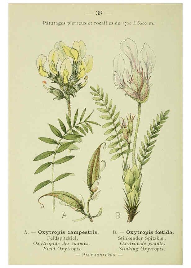 Reproducción/Reproduction 6298272809: Nouvelle flore coloriée de poche des Alpes et des Pyrénées. v.1. Paris,Klincksieck,1906-1912