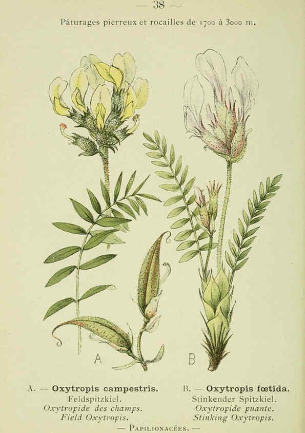 Reproducción/Reproduction 6298272809: Nouvelle flore coloriée de poche des Alpes et des Pyrénées. v.1. Paris,Klincksieck,1906-1912