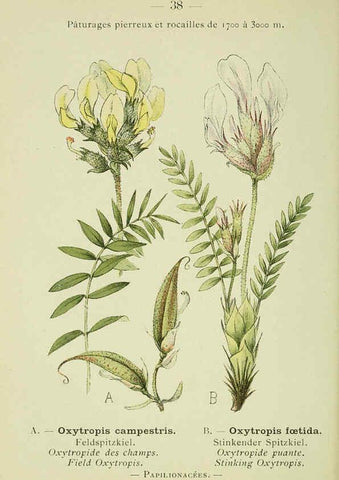 Reproducción/Reproduction 6298272809: Nouvelle flore coloriée de poche des Alpes et des Pyrénées. v.1. Paris,Klincksieck,1906-1912