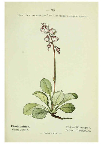 Reproducción/Reproduction 6298804564: Nouvelle flore coloriée de poche des Alpes et des Pyrénées. v.1. Paris,Klincksieck,1906-1912