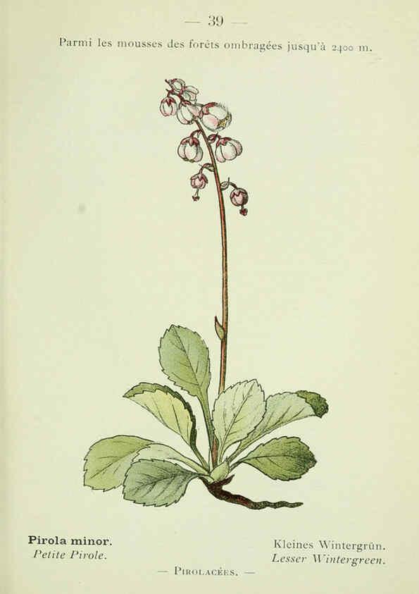 Reproducción/Reproduction 6298804564: Nouvelle flore coloriée de poche des Alpes et des Pyrénées. v.1. Paris,Klincksieck,1906-1912