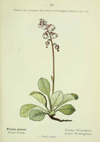 Reproducción/Reproduction 6298804564: Nouvelle flore coloriée de poche des Alpes et des Pyrénées. v.1. Paris,Klincksieck,1906-1912