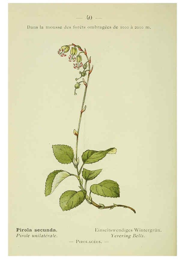 Reproducción/Reproduction 6298273445: Nouvelle flore coloriée de poche des Alpes et des Pyrénées. v.1. Paris,Klincksieck,1906-1912