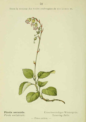 Reproducción/Reproduction 6298273445: Nouvelle flore coloriée de poche des Alpes et des Pyrénées. v.1. Paris,Klincksieck,1906-1912