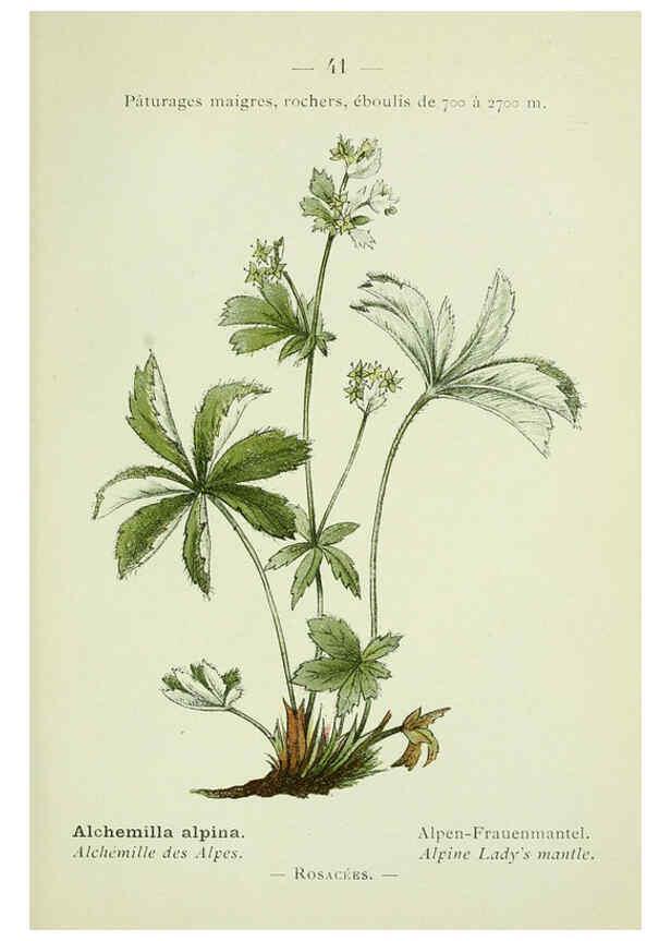 Reproducción/Reproduction 6298805148: Nouvelle flore coloriée de poche des Alpes et des Pyrénées. v.1. Paris,Klincksieck,1906-1912