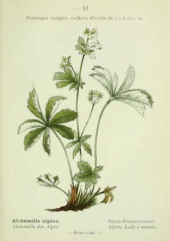Reproducción/Reproduction 6298805148: Nouvelle flore coloriée de poche des Alpes et des Pyrénées. v.1. Paris,Klincksieck,1906-1912