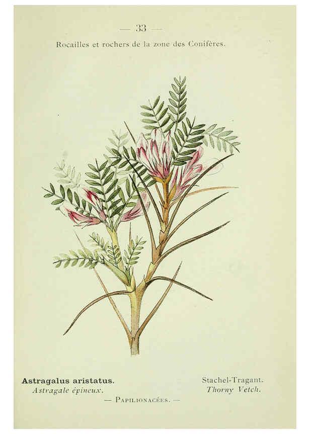 Reproducción/Reproduction 6298270549: Nouvelle flore coloriée de poche des Alpes et des Pyrénées. v.1. Paris,Klincksieck,1906-1912