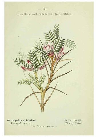 Reproducción/Reproduction 6298270549: Nouvelle flore coloriée de poche des Alpes et des Pyrénées. v.1. Paris,Klincksieck,1906-1912