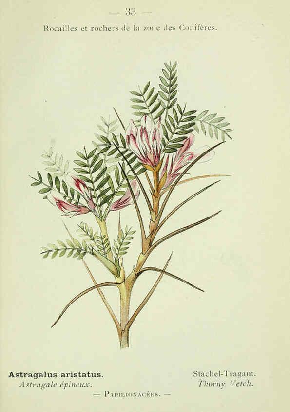 Reproducción/Reproduction 6298270549: Nouvelle flore coloriée de poche des Alpes et des Pyrénées. v.1. Paris,Klincksieck,1906-1912