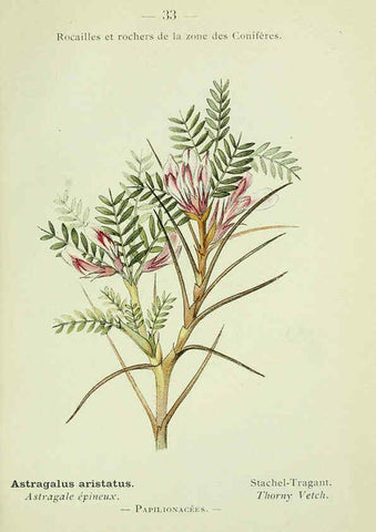 Reproducción/Reproduction 6298270549: Nouvelle flore coloriée de poche des Alpes et des Pyrénées. v.1. Paris,Klincksieck,1906-1912