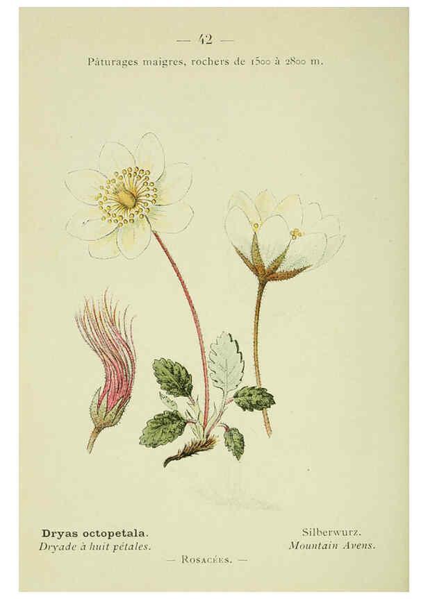 Reproducción/Reproduction 6298805508: Nouvelle flore coloriée de poche des Alpes et des Pyrénées. v.1. Paris,Klincksieck,1906-1912