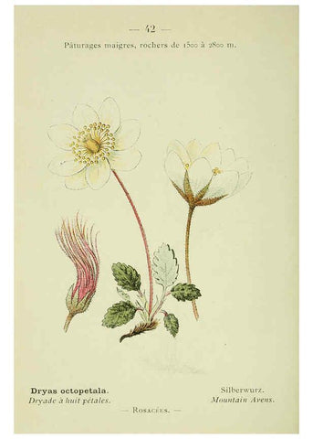 Reproducción/Reproduction 6298805508: Nouvelle flore coloriée de poche des Alpes et des Pyrénées. v.1. Paris,Klincksieck,1906-1912