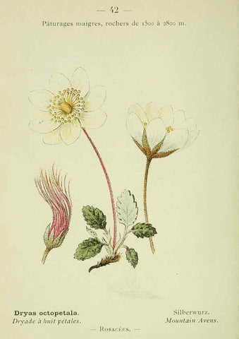Reproducción/Reproduction 6298805508: Nouvelle flore coloriée de poche des Alpes et des Pyrénées. v.1. Paris,Klincksieck,1906-1912