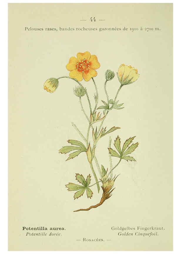 Reproducción/Reproduction 6298806190: Nouvelle flore coloriée de poche des Alpes et des Pyrénées. v.1. Paris,Klincksieck,1906-1912