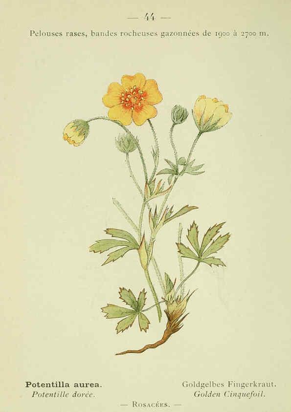 Reproducción/Reproduction 6298806190: Nouvelle flore coloriée de poche des Alpes et des Pyrénées. v.1. Paris,Klincksieck,1906-1912