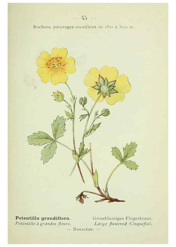 Reproducción/Reproduction 6298274989: Nouvelle flore coloriée de poche des Alpes et des Pyrénées. v.1. Paris,Klincksieck,1906-1912
