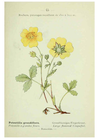Reproducción/Reproduction 6298274989: Nouvelle flore coloriée de poche des Alpes et des Pyrénées. v.1. Paris,Klincksieck,1906-1912