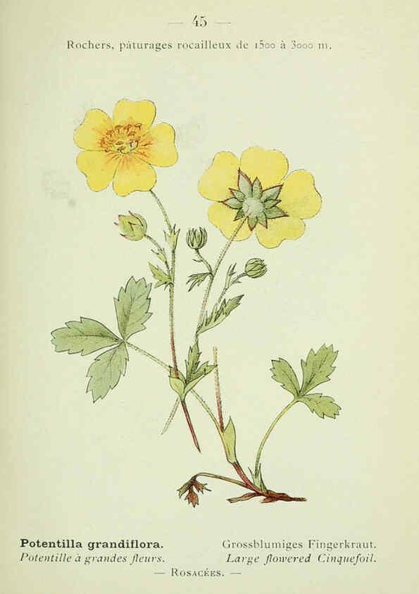 Reproducción/Reproduction 6298274989: Nouvelle flore coloriée de poche des Alpes et des Pyrénées. v.1. Paris,Klincksieck,1906-1912