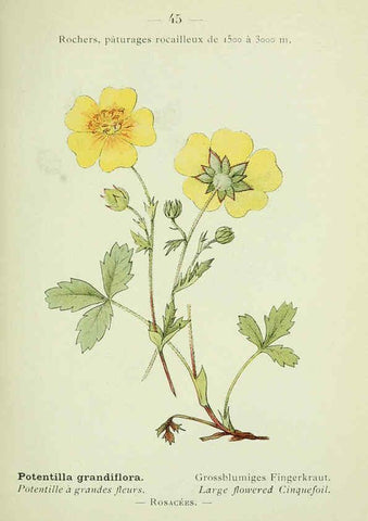 Reproducción/Reproduction 6298274989: Nouvelle flore coloriée de poche des Alpes et des Pyrénées. v.1. Paris,Klincksieck,1906-1912