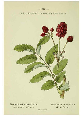 Reproducción/Reproduction 6298806722: Nouvelle flore coloriée de poche des Alpes et des Pyrénées. v.1. Paris,Klincksieck,1906-1912