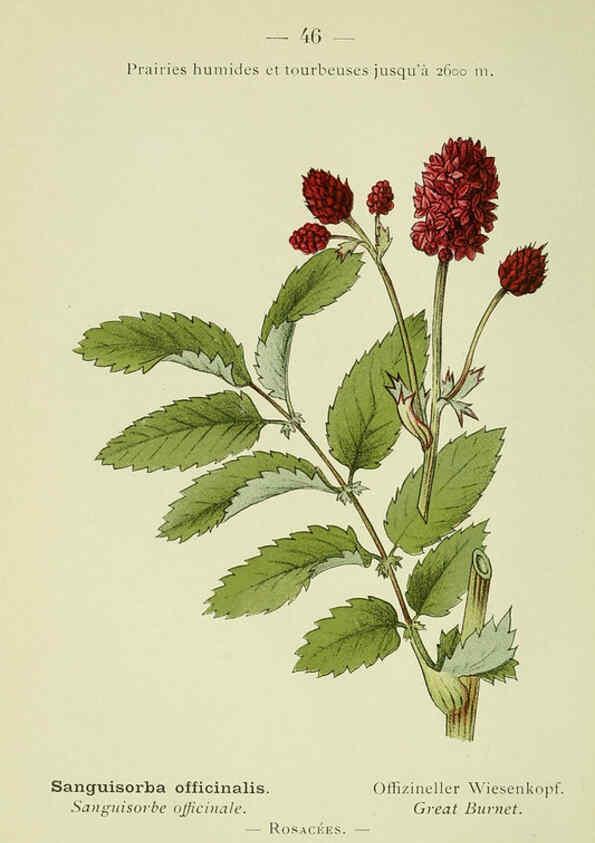Reproducción/Reproduction 6298806722: Nouvelle flore coloriée de poche des Alpes et des Pyrénées. v.1. Paris,Klincksieck,1906-1912