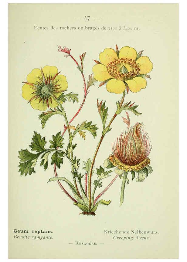Reproducción/Reproduction 6298806952: Nouvelle flore coloriée de poche des Alpes et des Pyrénées. v.1. Paris,Klincksieck,1906-1912