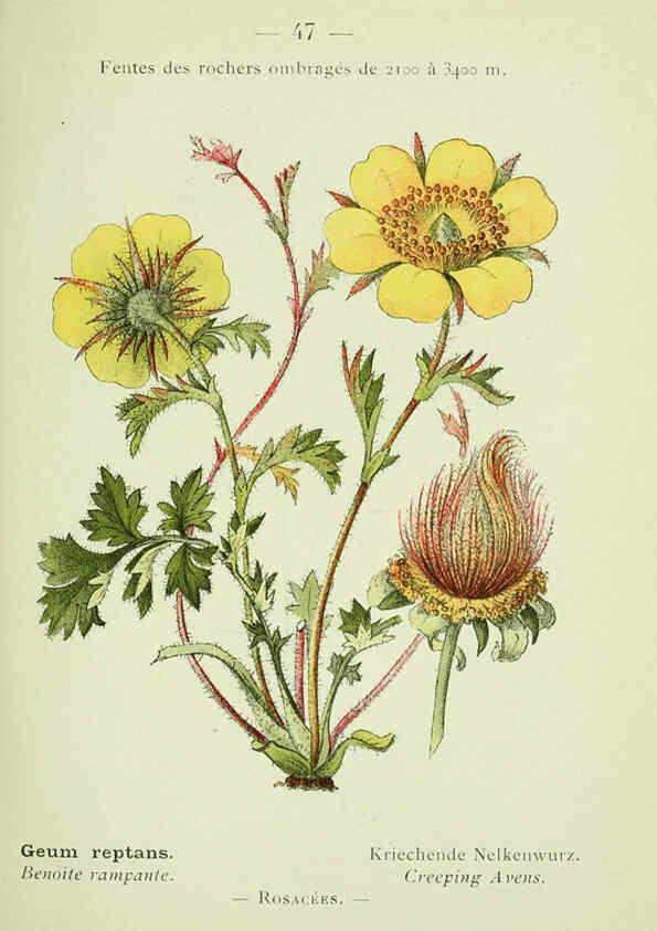 Reproducción/Reproduction 6298806952: Nouvelle flore coloriée de poche des Alpes et des Pyrénées. v.1. Paris,Klincksieck,1906-1912