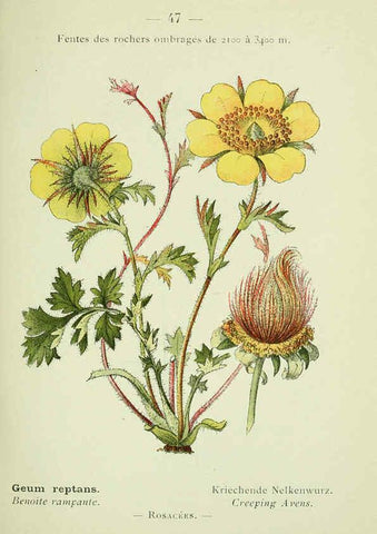 Reproducción/Reproduction 6298806952: Nouvelle flore coloriée de poche des Alpes et des Pyrénées. v.1. Paris,Klincksieck,1906-1912