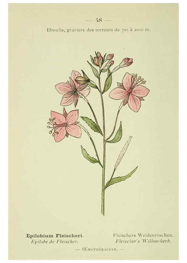 Reproducción/Reproduction 6298807174: Nouvelle flore coloriée de poche des Alpes et des Pyrénées. v.1. Paris,Klincksieck,1906-1912
