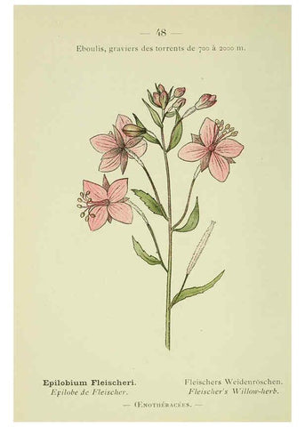 Reproducción/Reproduction 6298807174: Nouvelle flore coloriée de poche des Alpes et des Pyrénées. v.1. Paris,Klincksieck,1906-1912
