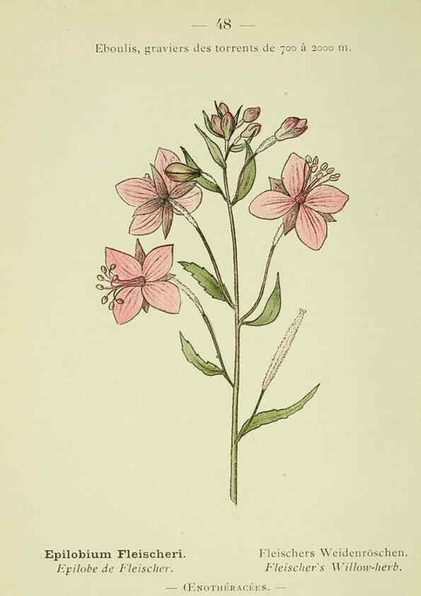 Reproducción/Reproduction 6298807174: Nouvelle flore coloriée de poche des Alpes et des Pyrénées. v.1. Paris,Klincksieck,1906-1912