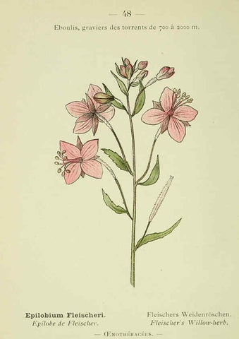 Reproducción/Reproduction 6298807174: Nouvelle flore coloriée de poche des Alpes et des Pyrénées. v.1. Paris,Klincksieck,1906-1912