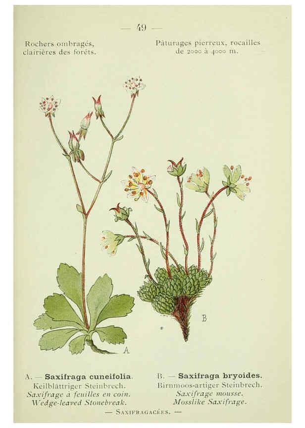 Reproducción/Reproduction 6298807494: Nouvelle flore coloriée de poche des Alpes et des Pyrénées. v.1. Paris,Klincksieck,1906-1912