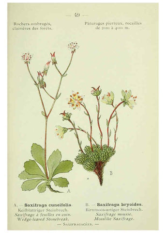Reproducción/Reproduction 6298807494: Nouvelle flore coloriée de poche des Alpes et des Pyrénées. v.1. Paris,Klincksieck,1906-1912