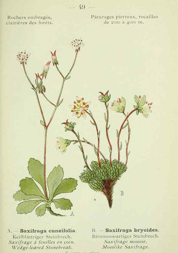 Reproducción/Reproduction 6298807494: Nouvelle flore coloriée de poche des Alpes et des Pyrénées. v.1. Paris,Klincksieck,1906-1912