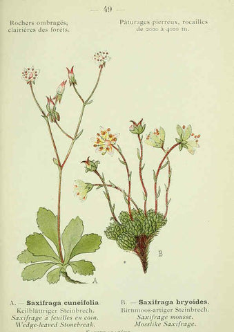 Reproducción/Reproduction 6298807494: Nouvelle flore coloriée de poche des Alpes et des Pyrénées. v.1. Paris,Klincksieck,1906-1912