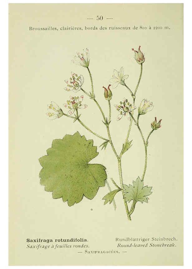 Reproducción/Reproduction 6298276309: Nouvelle flore coloriée de poche des Alpes et des Pyrénées. v.1. Paris,Klincksieck,1906-1912