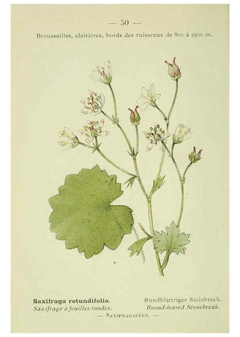 Reproducción/Reproduction 6298276309: Nouvelle flore coloriée de poche des Alpes et des Pyrénées. v.1. Paris,Klincksieck,1906-1912