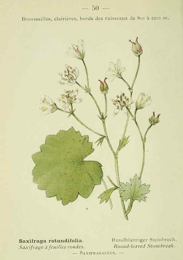 Reproducción/Reproduction 6298276309: Nouvelle flore coloriée de poche des Alpes et des Pyrénées. v.1. Paris,Klincksieck,1906-1912