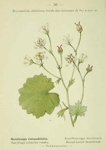 Reproducción/Reproduction 6298276309: Nouvelle flore coloriée de poche des Alpes et des Pyrénées. v.1. Paris,Klincksieck,1906-1912