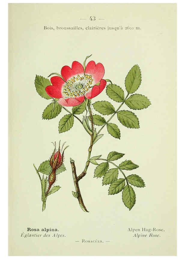 Reproducción/Reproduction 6298805904: Nouvelle flore coloriée de poche des Alpes et des Pyrénées. v.1. Paris,Klincksieck,1906-1912