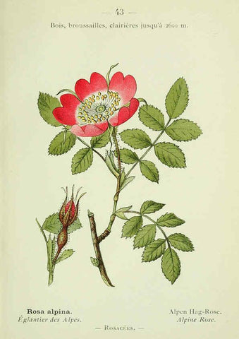 Reproducción/Reproduction 6298805904: Nouvelle flore coloriée de poche des Alpes et des Pyrénées. v.1. Paris,Klincksieck,1906-1912