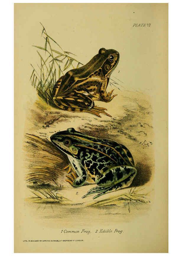 Reproducción/Reproduction 6298728568: Our reptiles and batrachians London,W. H. Allen & co., limited,1893