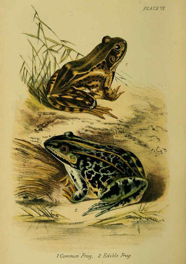 Reproducción/Reproduction 6298728568: Our reptiles and batrachians London,W. H. Allen & co., limited,1893