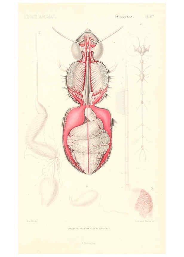 Reproducción/Reproduction 6298533693: Le règne animal distribué d'après son organisation. v.6-7. pt.2. Atlas Paris :Fortin, Masson et cie,[1836-49] 