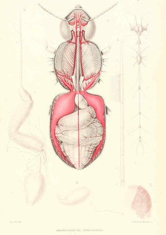 Reproducción/Reproduction 6298533693: Le règne animal distribué d'après son organisation. v.6-7. pt.2. Atlas Paris :Fortin, Masson et cie,[1836-49] 
