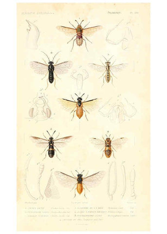 Reproducción/Reproduction 6299066268: Le règne animal distribué d'après son organisation. v.6-7. pt.2. Atlas Paris :Fortin, Masson et cie,[1836-49] 