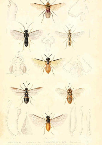 Reproducción/Reproduction 6299066268: Le règne animal distribué d'après son organisation. v.6-7. pt.2. Atlas Paris :Fortin, Masson et cie,[1836-49] 