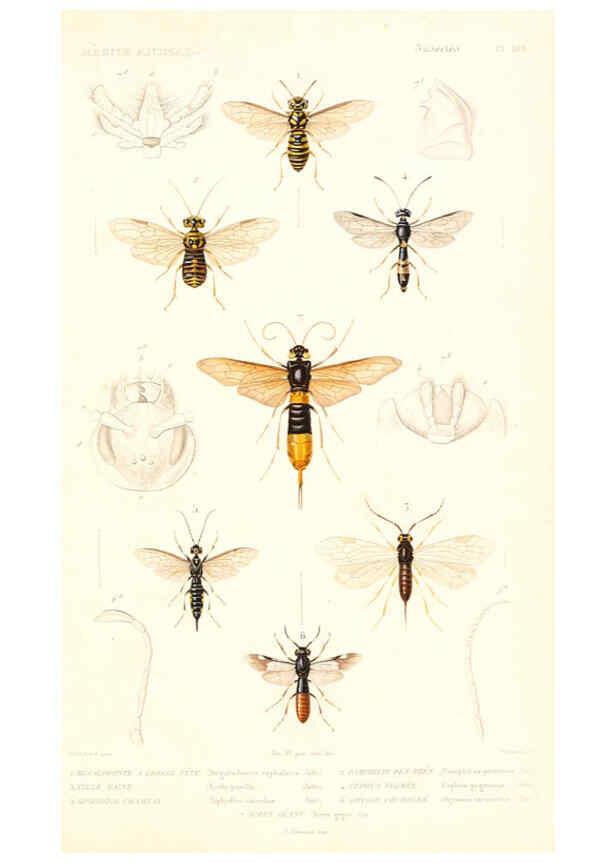 Reproducción/Reproduction 6299066606: Le règne animal distribué d'après son organisation. v.6-7. pt.2. Atlas Paris :Fortin, Masson et cie,[1836-49] 